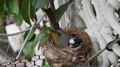 有鳥在家築巢